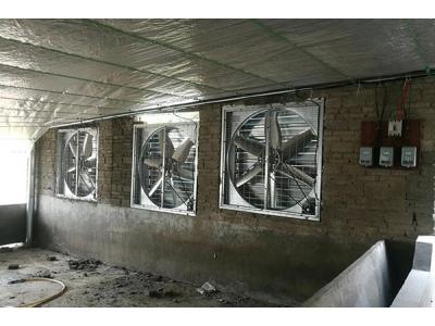 負壓排風(fēng)機應用在養雞場(chǎng)的用途