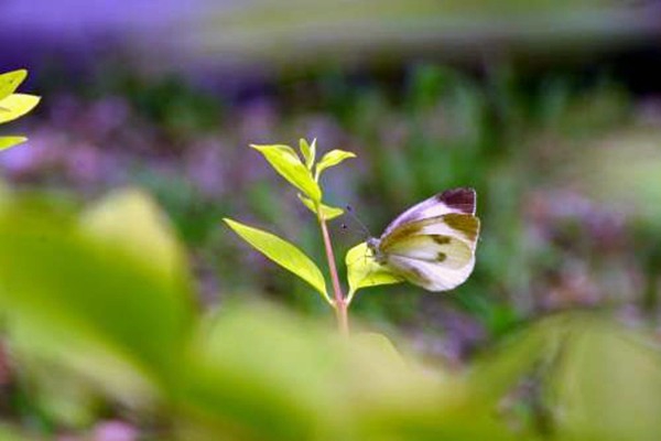 環(huán)境監(jiān)測公司如何打出聲勢，塑造品牌？