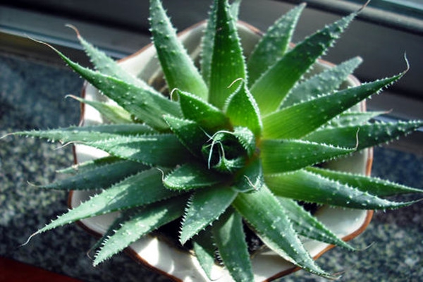 蘆薈能進行空氣質(zhì)量實時監(jiān)測？