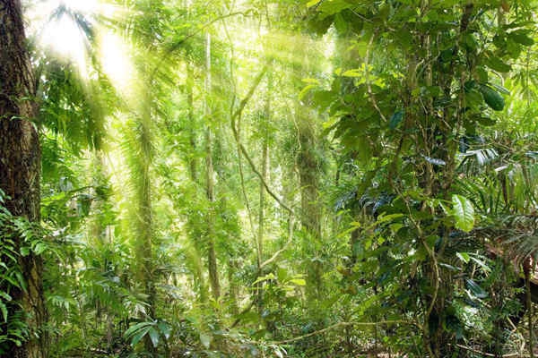 哪些植物可以作為環(huán)境監(jiān)測的指示物？